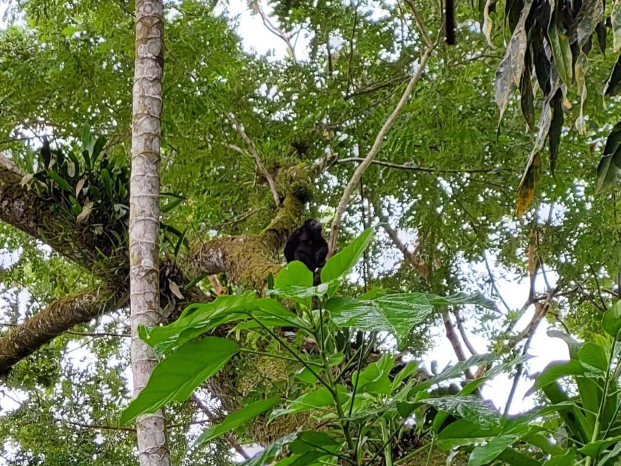 Hope Garden, Sarapiqui, We Connect You With The Sarapiqui Tropical Forest Exterior foto