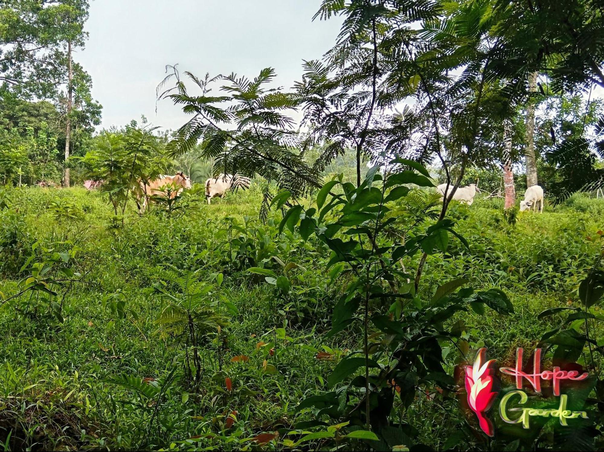 Hope Garden, Sarapiqui, We Connect You With The Sarapiqui Tropical Forest Exterior foto